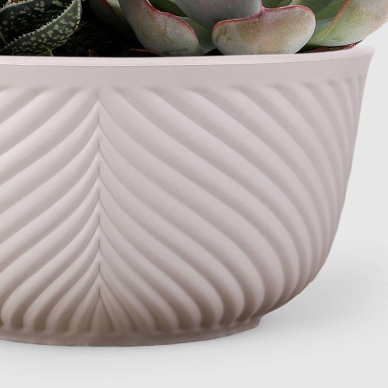 slide 4 of 8, Live 6" Succulent Garden Houseplant (Varieties May Vary) - Good Little Garden™, 1 ct