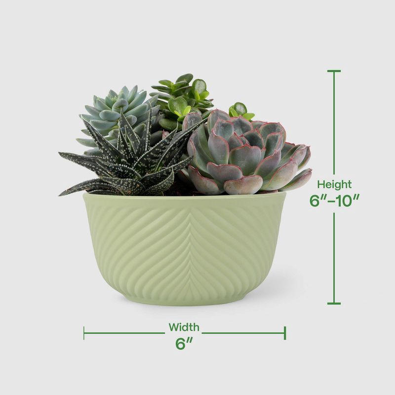 slide 5 of 8, Live 6" Succulent Garden Houseplant (Varieties May Vary) - Good Little Garden™, 1 ct