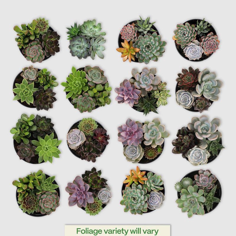 slide 6 of 8, Live 6" Succulent Garden Houseplant (Varieties May Vary) - Good Little Garden™, 1 ct