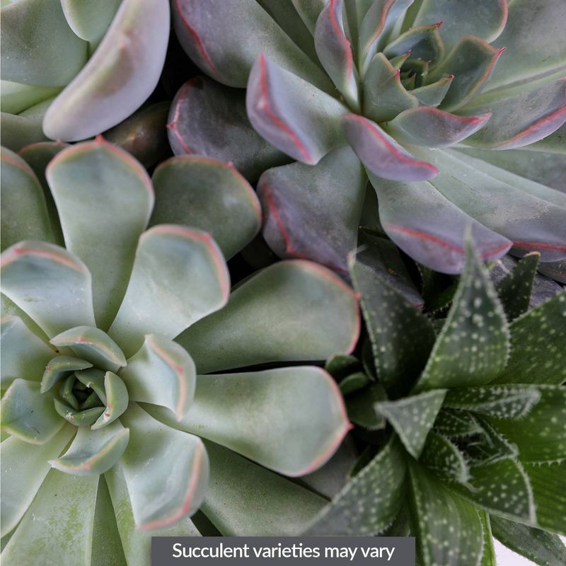 slide 7 of 8, Live 6" Succulent Garden Houseplant (Varieties May Vary) - Good Little Garden™, 1 ct
