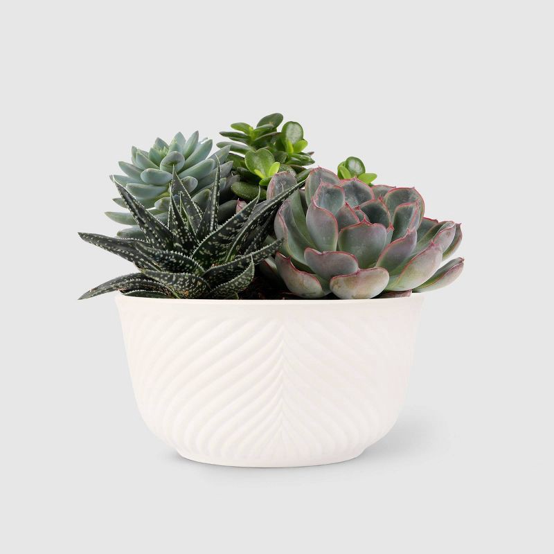 slide 1 of 8, Live 6" Succulent Garden Houseplant (Varieties May Vary) - Good Little Garden™, 1 ct