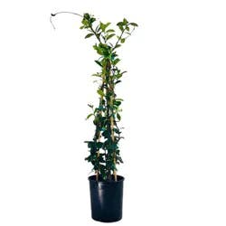Jasmine Star Staked