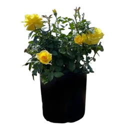 Greenleaf Nursery Assorted Yellow Rose