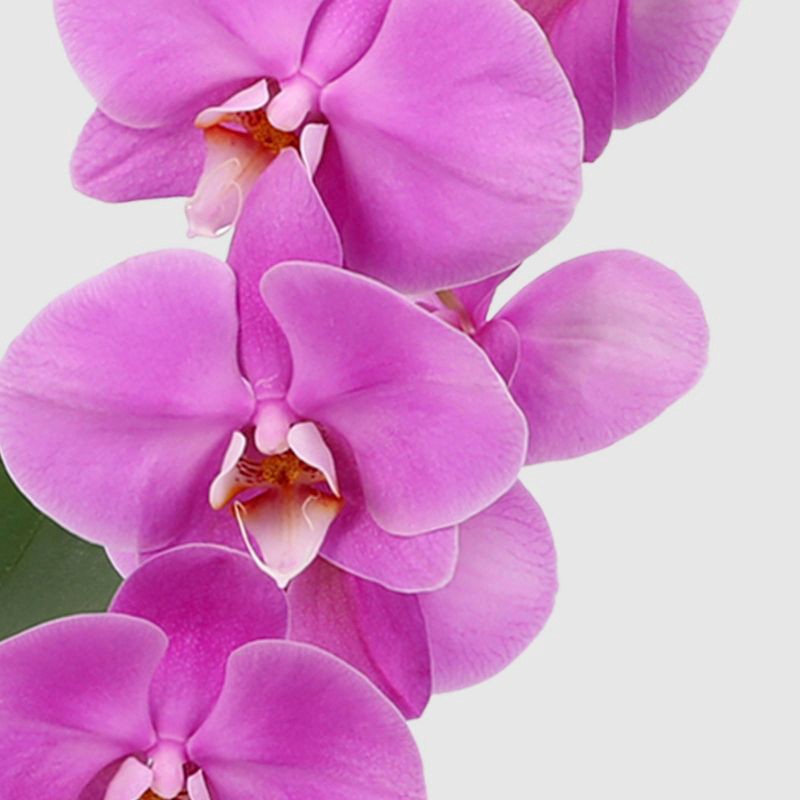 slide 2 of 7, Live 5" Potted Cascade Orchid Plant (Colors May Vary) - Good Little Garden™, 1 ct