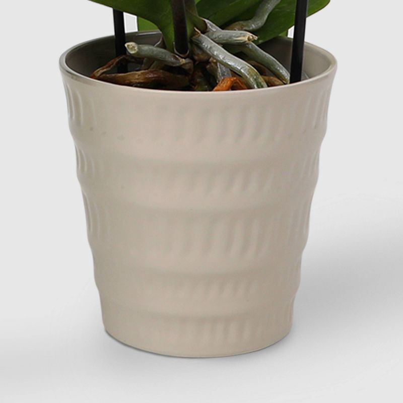 slide 3 of 7, Live 5" Potted Cascade Orchid Plant (Colors May Vary) - Good Little Garden™, 1 ct