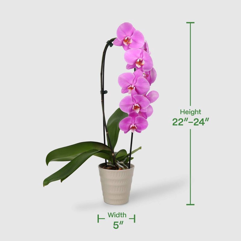 slide 4 of 7, Live 5" Potted Cascade Orchid Plant (Colors May Vary) - Good Little Garden™, 1 ct