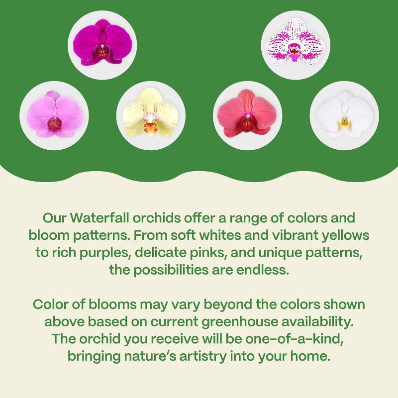 slide 5 of 7, Live 5" Potted Cascade Orchid Plant (Colors May Vary) - Good Little Garden™, 1 ct