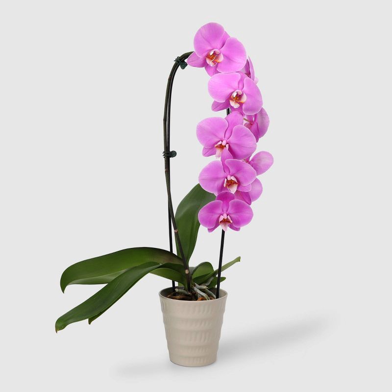 slide 1 of 7, Live 5" Potted Cascade Orchid Plant (Colors May Vary) - Good Little Garden™, 1 ct
