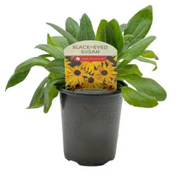 Spring Creek Growers Texas Native Black Eyed Susan