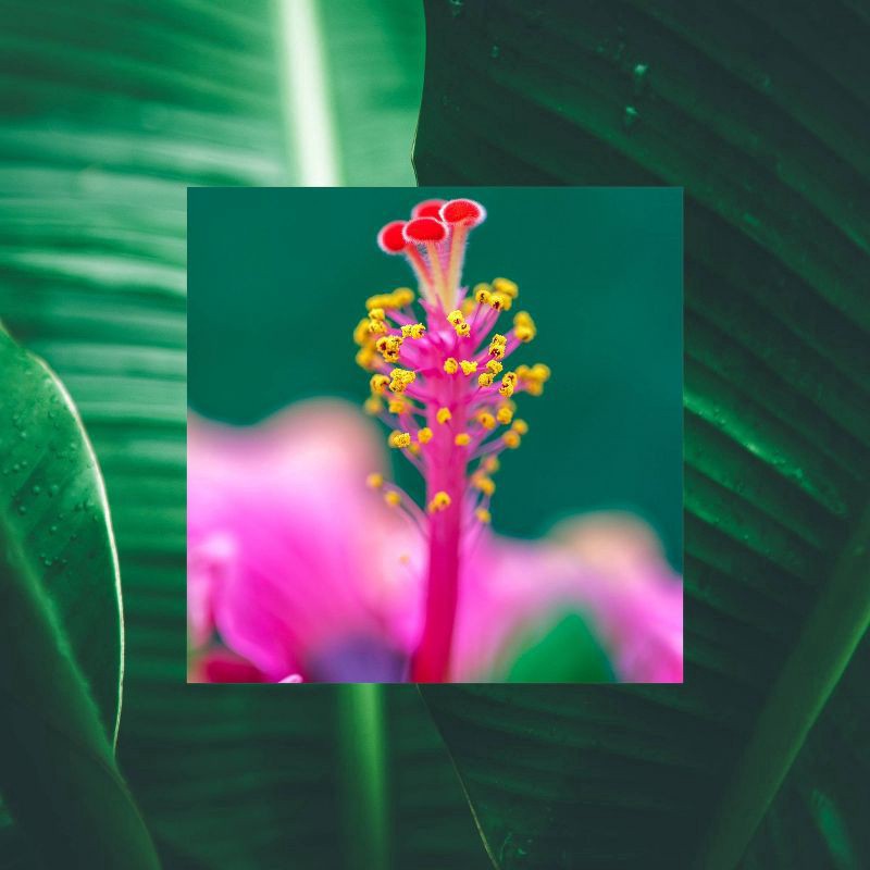 slide 3 of 7, Raw Sugar Daily Micro Salt Scrub Polish Hibiscus + Island Fruit - 15oz, 15 oz