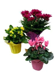 Assorted Blooming Flowers