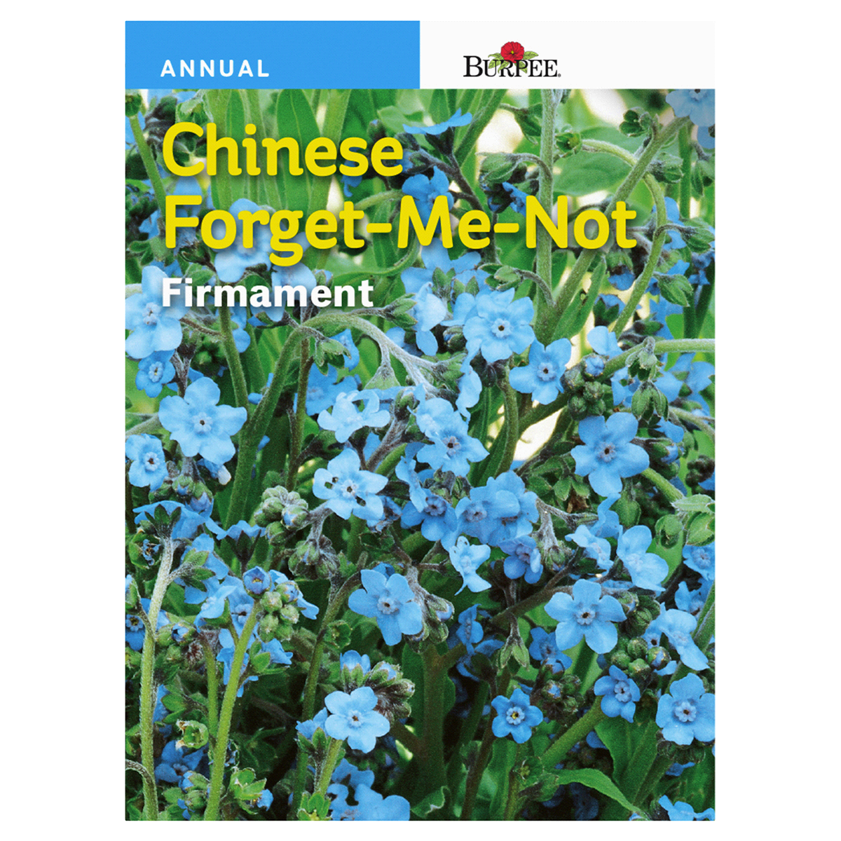 slide 1 of 1, Burpee Chinese Forget-Me-Not Firmament Seeds, 1 ct