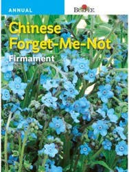 Burpee Chinese Forget-Me-Not Firmament Seeds