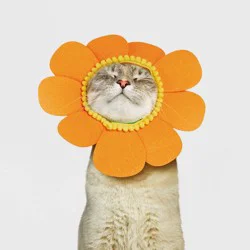 Halloween Orange Sunflower Cat Costume - Hyde & EEK! Boutique™