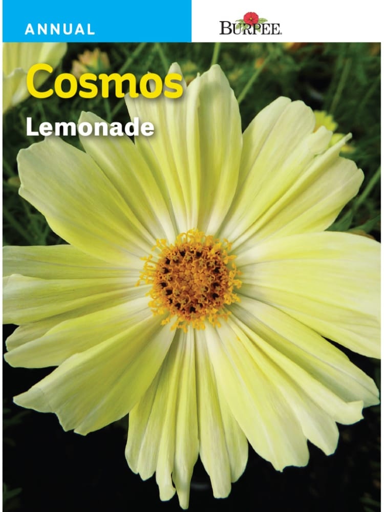 slide 1 of 1, Burpee Cosmos Lemonade Seeds - Yellow, 1 ct