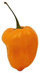 Habanero Peppers - 4 Oz