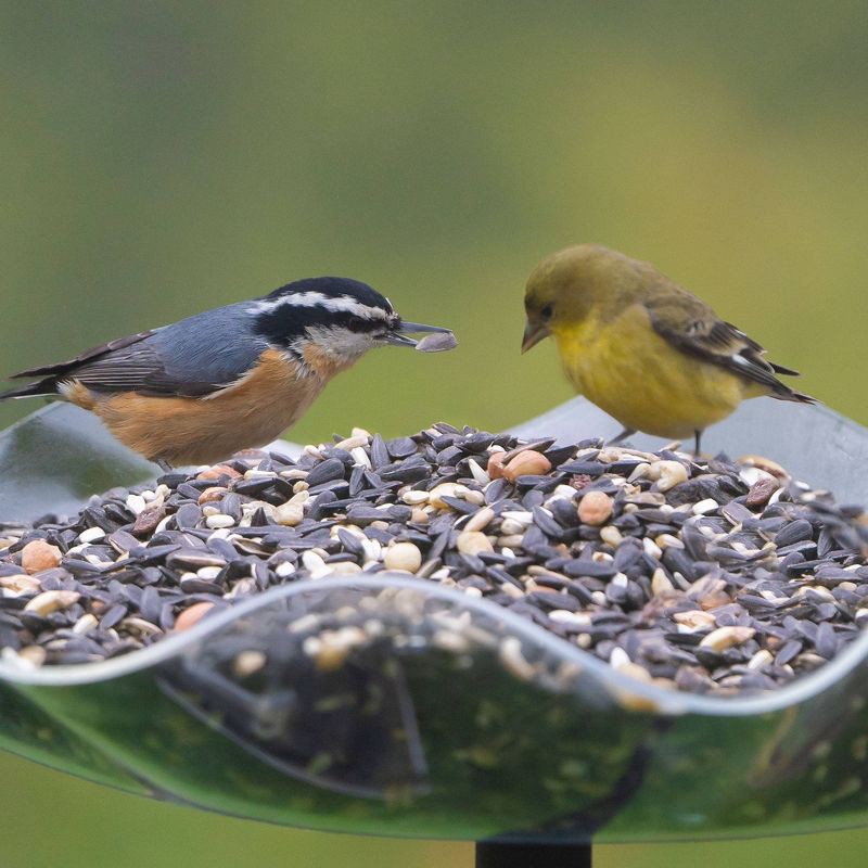 slide 8 of 9, Melody Select 4lb Songbird Supreme Wild Bird Food: Nut & Fruit Blend, Attracts Variety of Birds, USA Made, 4 lb
