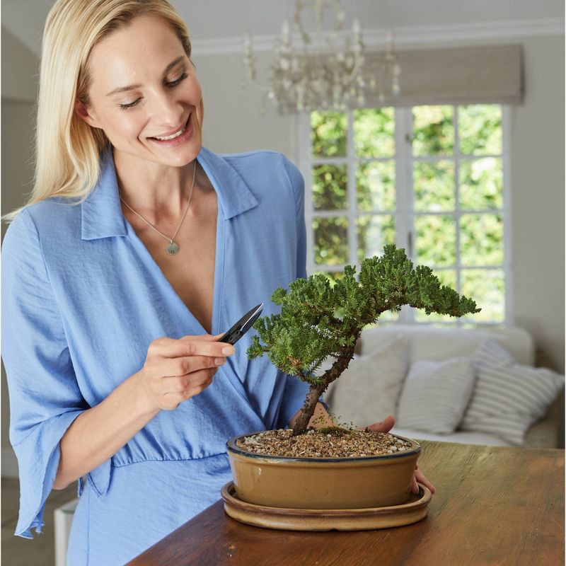 slide 5 of 6, Garden Republic Bonsai Garden Grow Kit, 1 ct