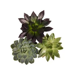 Blooming 4 inch Plants Potted Blooming