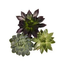 Blooming 4 inch Plants Potted Blooming