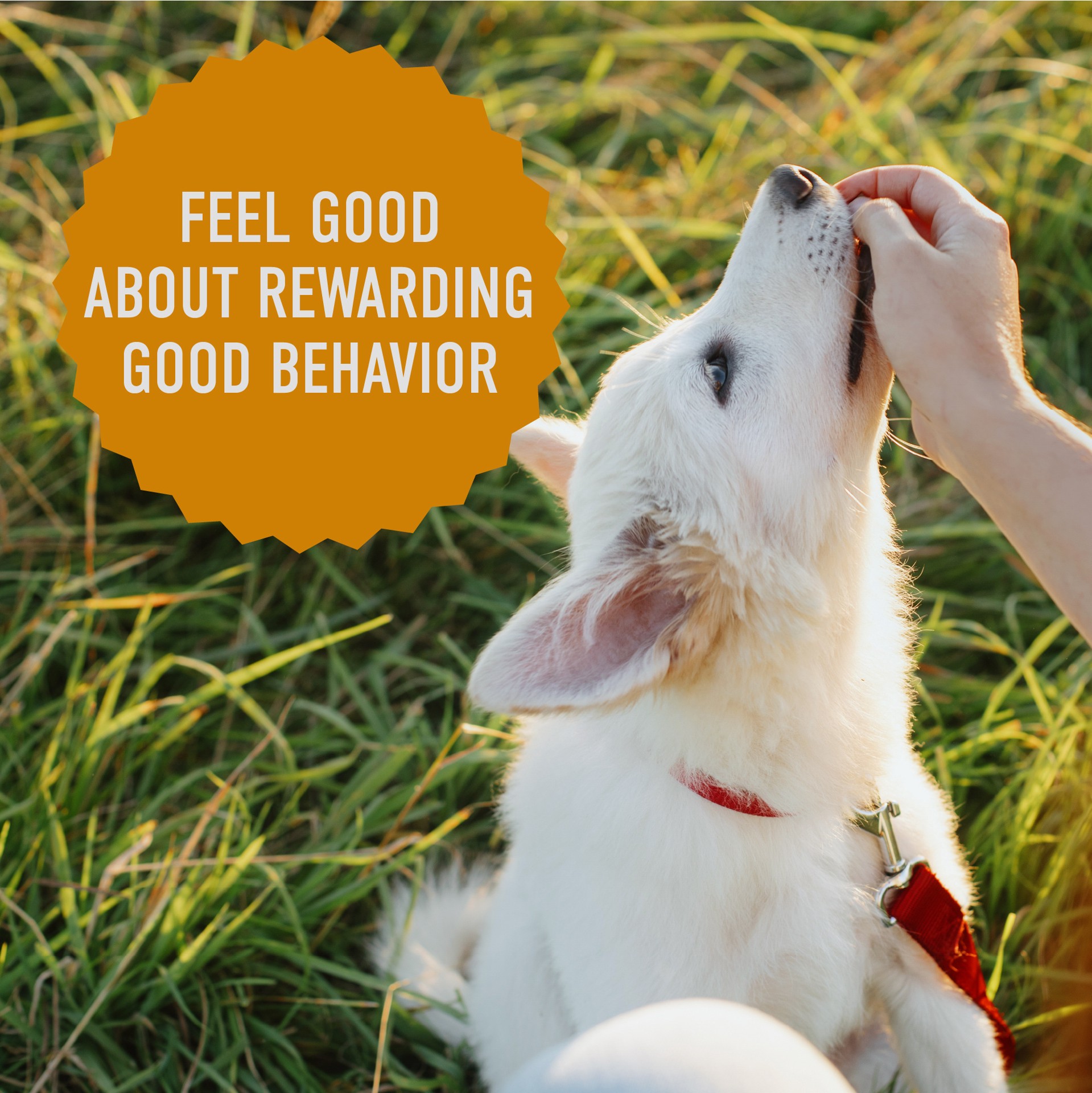 slide 4 of 5, Cloud Star Tricky Trainers Soft & Chewy Training Treats for Dogs with Cheddar 5 oz, 5 oz