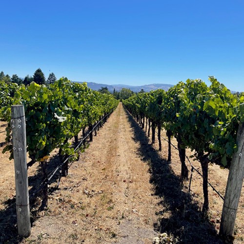 slide 9 of 10, RouteStock Napa Valley Sauvignon Blanc 750 ml, 750 ml