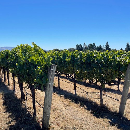 slide 4 of 10, RouteStock Napa Valley Sauvignon Blanc 750 ml, 750 ml