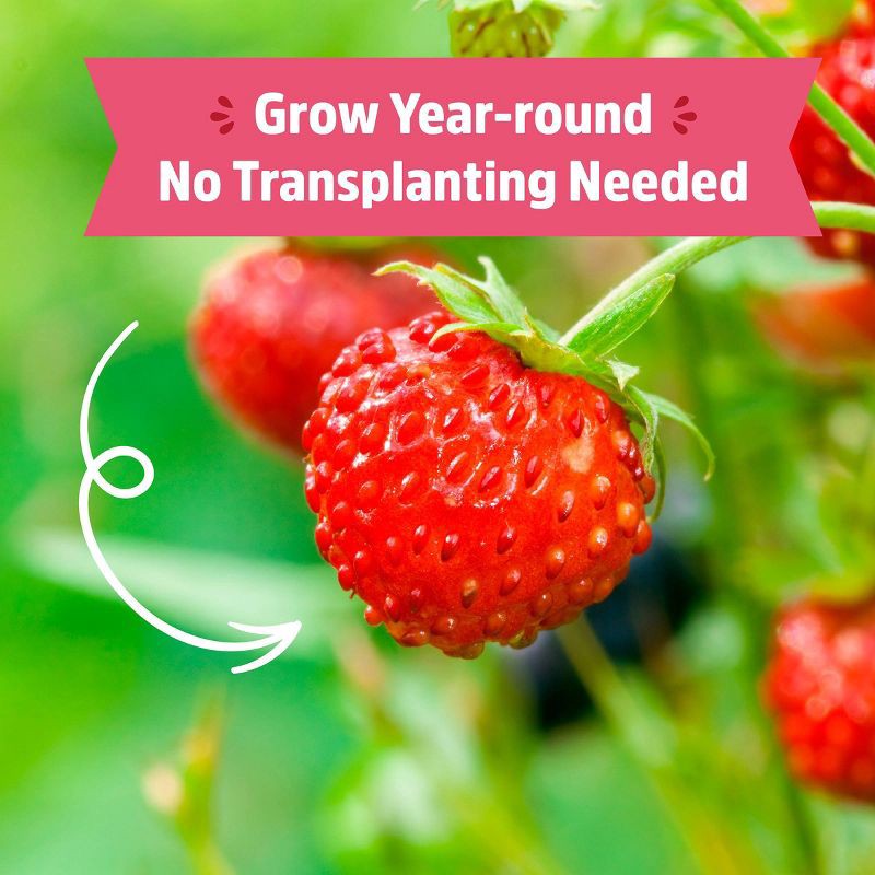 slide 5 of 11, Back to the Roots Organic Strawberry Grow Kit, 1 ct