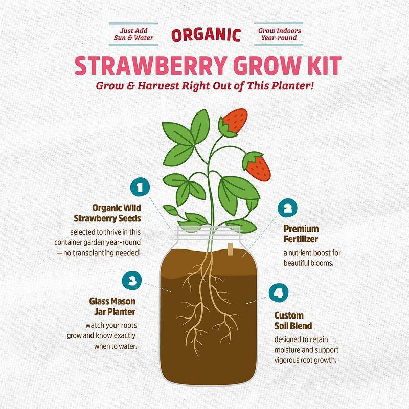 slide 7 of 11, Back to the Roots Organic Strawberry Grow Kit, 1 ct