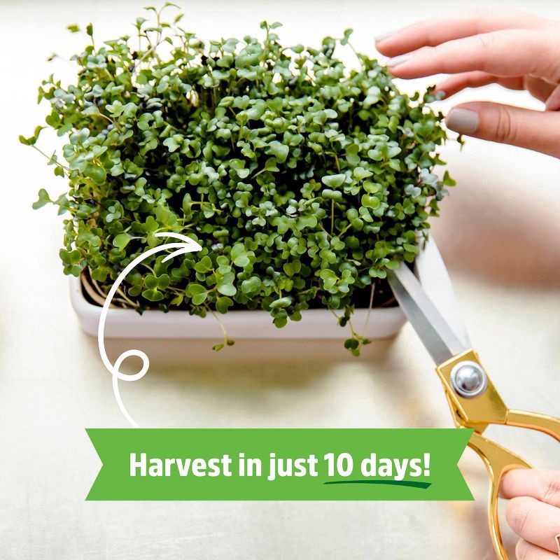 slide 4 of 11, Back to the Roots Organic Mighty Mix Superfoods Microgreens Grow Kit With Ceramic Planter, 1 ct