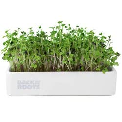 Back to the Roots Organic Mighty Mix Superfoods Microgreens Grow Kit With Ceramic Planter