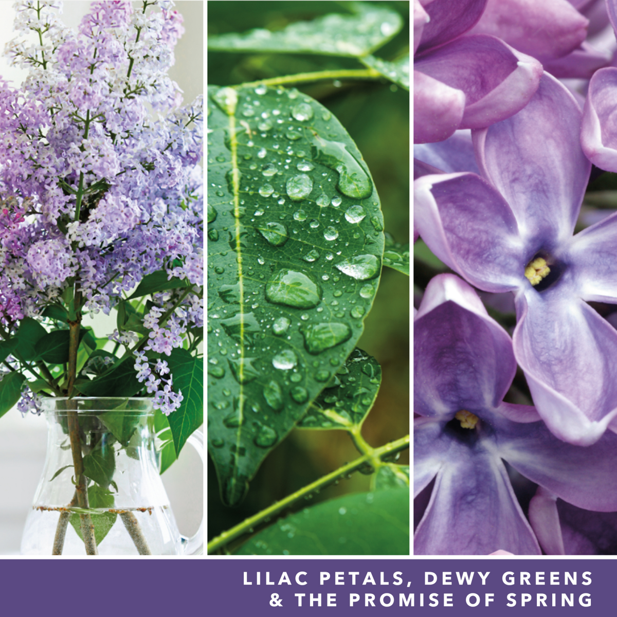 slide 2 of 3, Yankee Candle Large Jar Lilac Blossoms, 22 oz