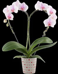 Fresh Valentine's Orchid with Ceramic Pot & Sleeve