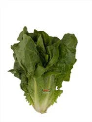 Lettuce Romaine Cv