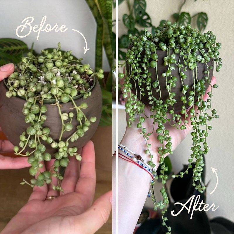 slide 6 of 11, House Plant Care Essentials Kit - WE THE WILD, 1 ct