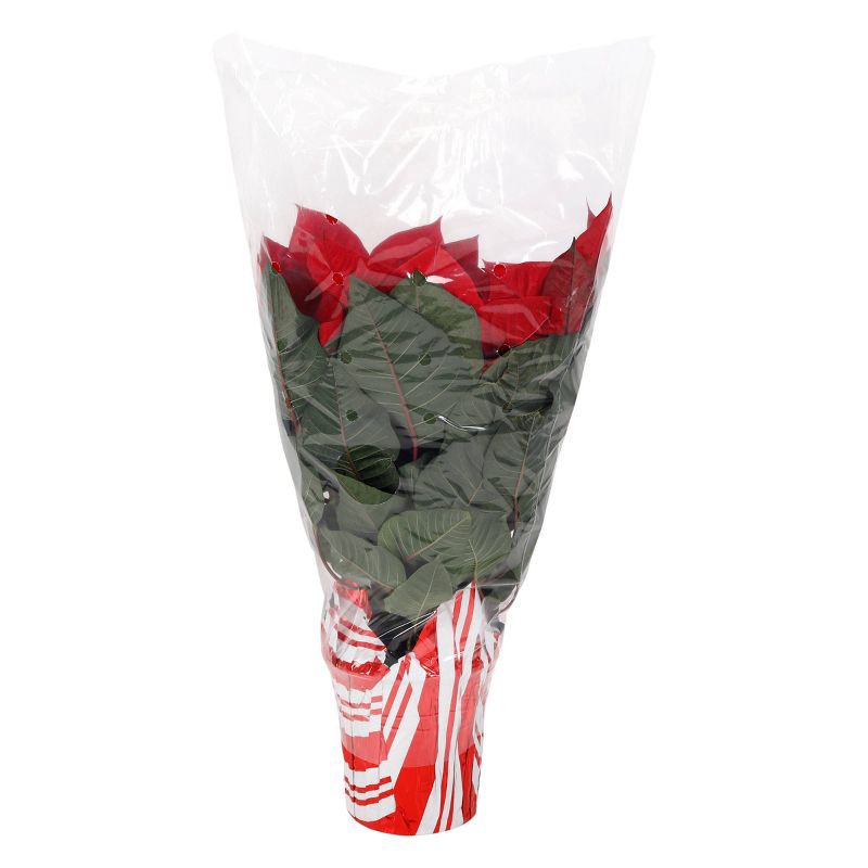 slide 3 of 6, Live 6.5" Red Poinsettia Christmas Plant - Spritz™, 1 ct