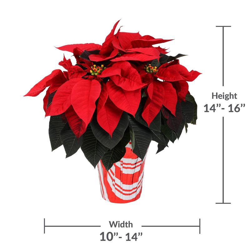 slide 6 of 6, Live 6.5" Red Poinsettia Christmas Plant - Spritz™, 1 ct