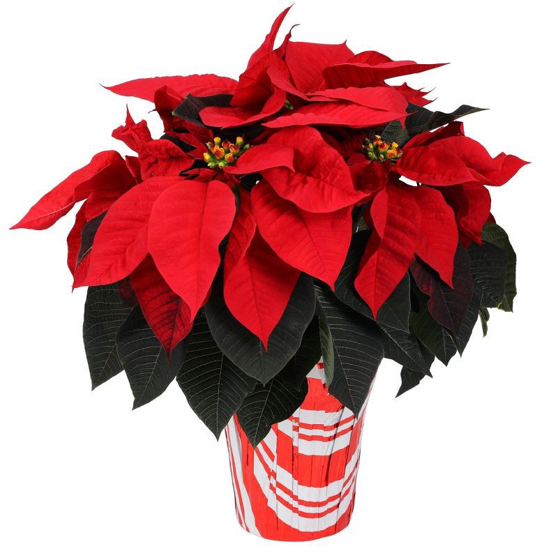 slide 1 of 6, Live 6.5" Red Poinsettia Christmas Plant - Spritz™, 1 ct