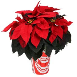 Holiday 6" Red Poinsettia Live Plant - Good Little Garden™