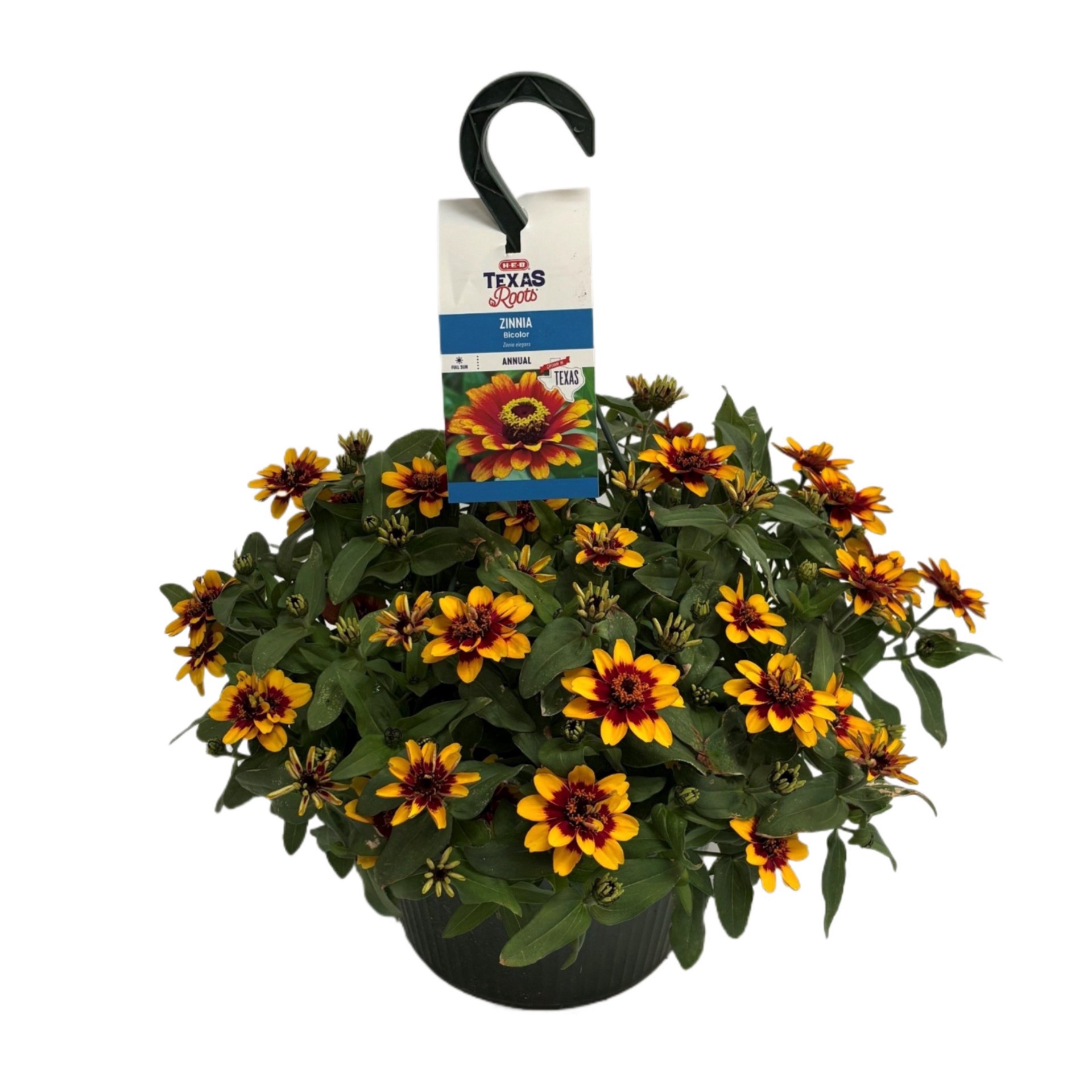 H-E-B Texas Roots Zinnia - Bicolor, Hanging Basket | Shipt