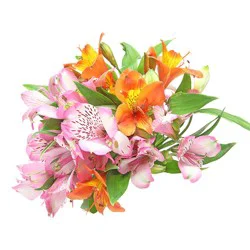Bunch Alstroemeria