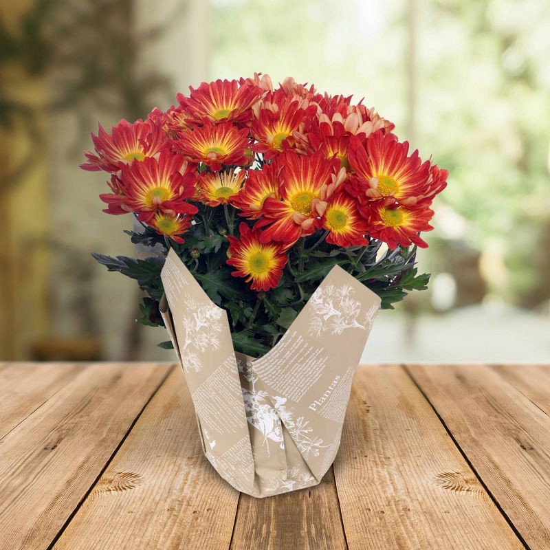 slide 2 of 8, Live 6" Pelee Mum Green Cover - Good Little Garden™, 1 ct