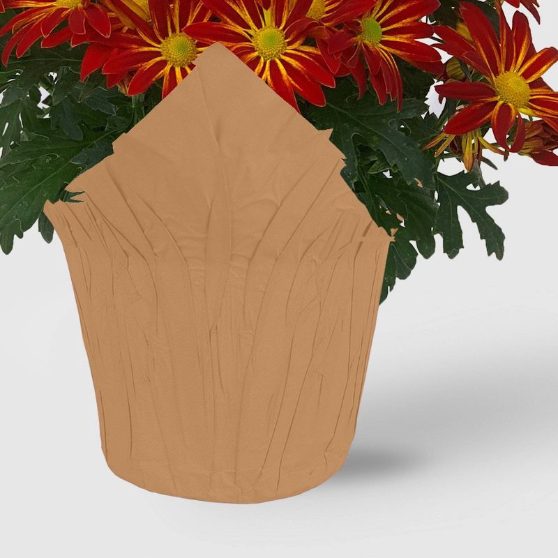 slide 5 of 8, Live 6" Pelee Mum Green Cover - Good Little Garden™, 1 ct