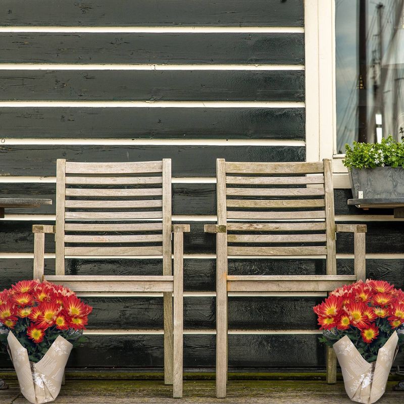 slide 8 of 8, Live 6" Pelee Mum Green Cover - Good Little Garden™, 1 ct