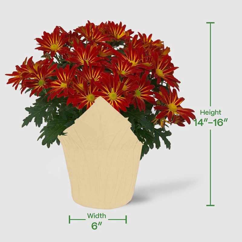 slide 7 of 8, Live 6" Pelee Mum Green Cover - Good Little Garden™, 1 ct