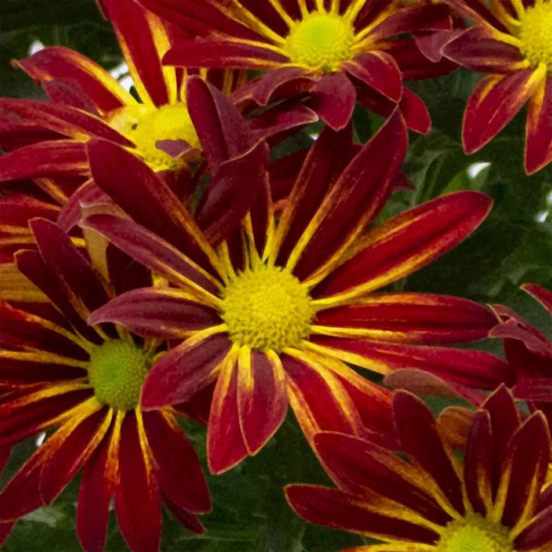 slide 6 of 8, Live 6" Pelee Mum Green Cover - Good Little Garden™, 1 ct