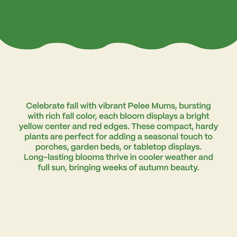 slide 4 of 8, Live 6" Pelee Mum Green Cover - Good Little Garden™, 1 ct