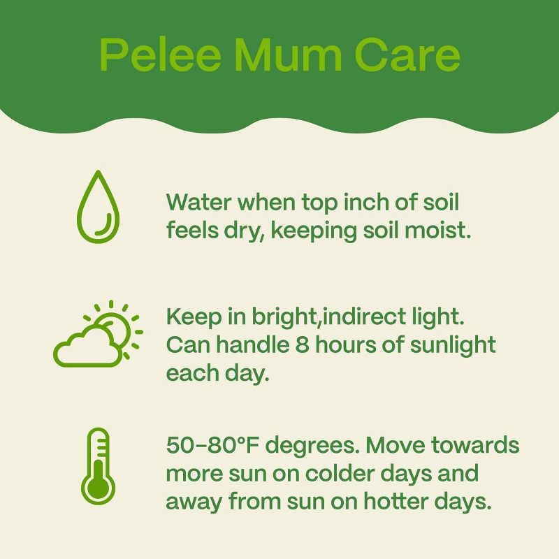 slide 3 of 8, Live 6" Pelee Mum Green Cover - Good Little Garden™, 1 ct