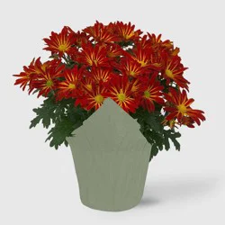 Live 6" Pelee Mum Green Cover - Good Little Garden™