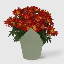 Live 6" Pelee Mum Green Cover - Good Little Garden™